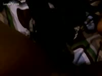 Excited puppy desires to play